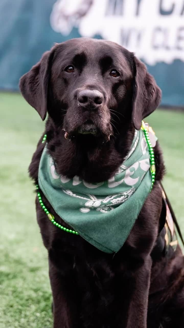 The Dogistのインスタグラム：「Trooper & Tyler McGibbon, Labrador Retriever Service Dog & Retired U.S. Army SGT, Philadelphia, PA • Tyler, Trooper and I head to the @philadelphiaeagles vs 49ers game. Trooper, a service dog from @americasvetdogs, demonstrates his ability to work in environments with distractions and loud noises. Tyler served in the U.S. Army in Kuwait, and suffered a catastrophic injury after being thrown from a military vehicle. After coding seven times and being in a coma for three months, he has since undergone 2,482+ physical, speech, and music therapy appointments to make the recovery he did. To this day, Tyler has elected to forgo pain medication. Trooper helps Tyler with mobility, retrieving items, and companionship. @tyler19delta   Our GoFundMe for America’s VetDogs is almost at $25K! If you’re able to help support America’s VetDogs, Tyler & Trooper would thank you greatly – click the link in our bio to do so!」