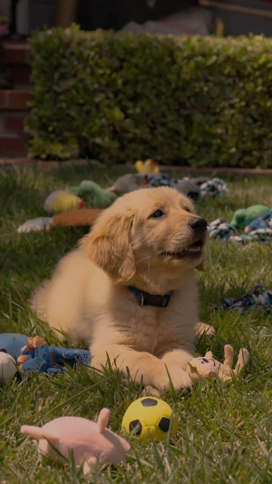 Subaru of Americaのインスタグラム：「Take it from the #TheBarkleys, there’s only one sure way to reduce stress. Play. Play all day. #DogTestedDogApproved」