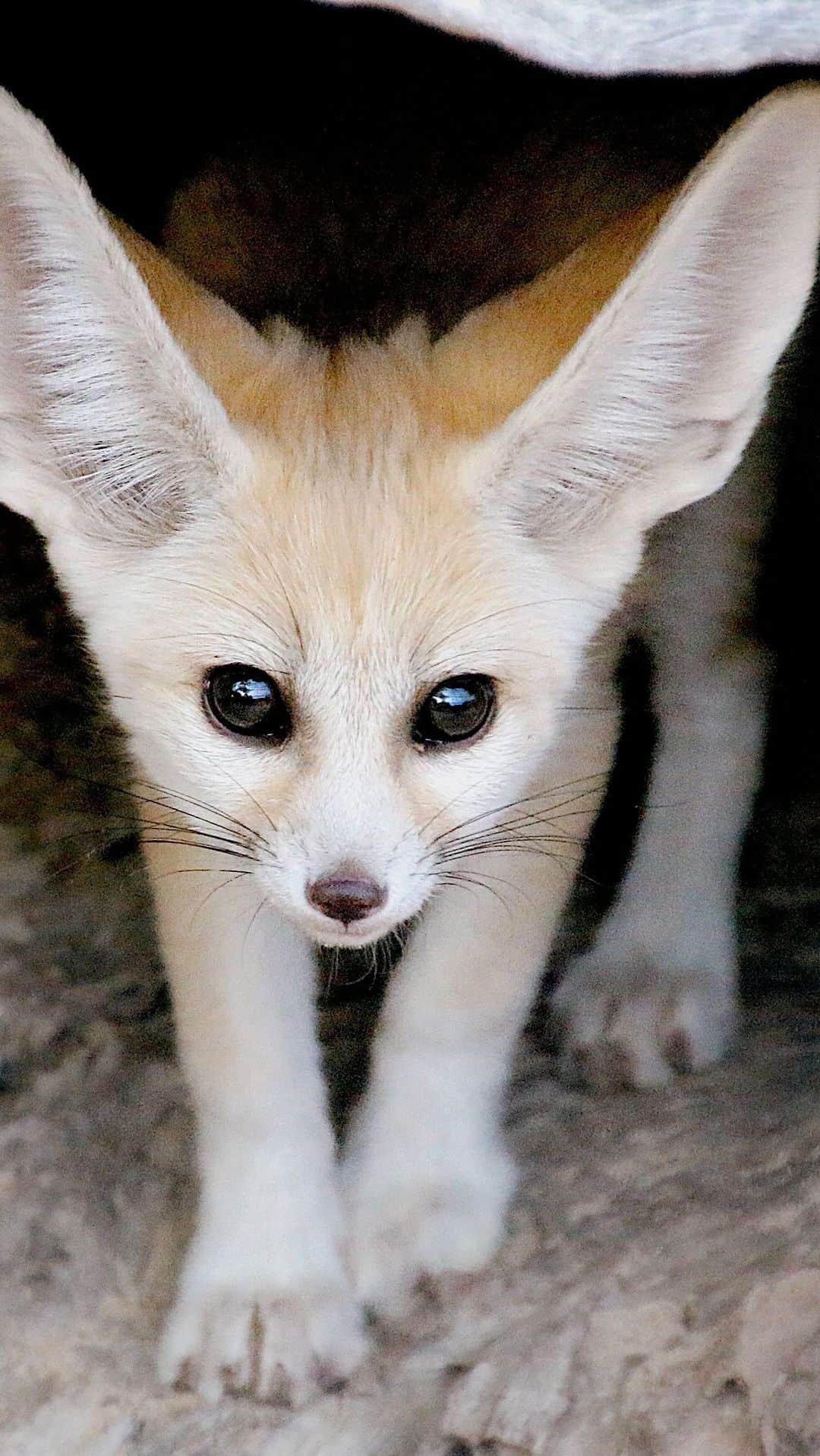 タロンガ動物園のインスタグラム：「On lasts nights episode of Who’s Who in the Zoo are introduced to Taronga’s new kid on the block Karerua timed male Fennec Fox from Japan in hope to kick-start our breeding program once again ❤️🦊  Although we may not have kits at this point in time, here’s hoping for winter next year 🤞 Tune in now to hear more from Carnivore Keeper Deb.  Also, catch up on the last two seasons and follow-up episodes via our Taronga Documentary hub which you can access via our link in bio ☝️  #forthewild #tarongawhoswhointhezoo」
