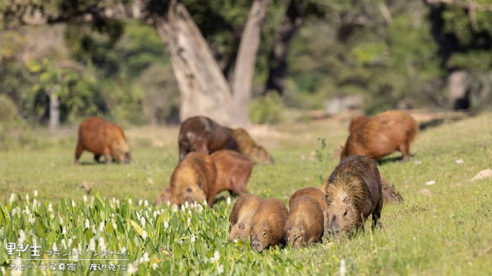 渡辺克仁のインスタグラム：「おはようございます。  #カピバラ #水豚 #capybara #おはよう」