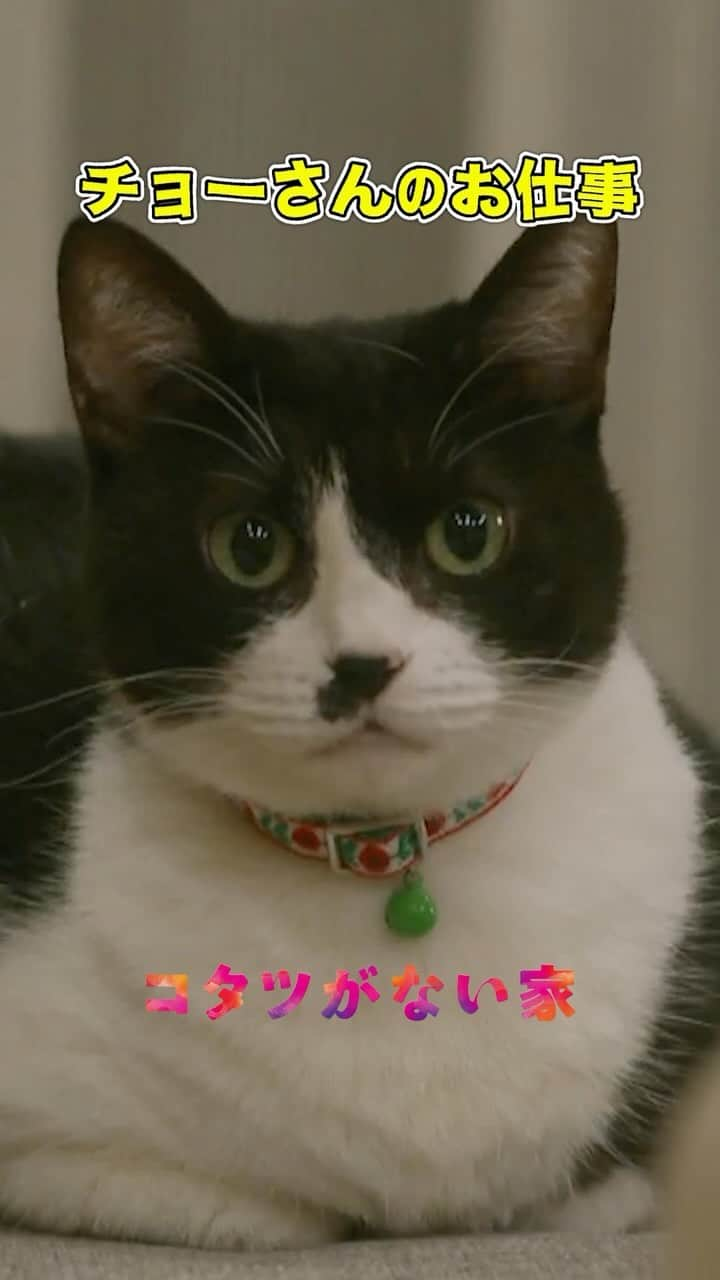 コタツがない家のインスタグラム：「. ／ みんな大好き、チョーさん🐈‍⬛💕 ＼  深堀家でのチョーさんのお仕事を まとめました🫶  かわいくて、空気が読めて… とにかく深堀家のアイドル🎀 ぜひご堪能ください🙏 かわいくてごめん！！  #コタツがない家 #小池栄子 #吉岡秀隆 #作間龍斗 #小林薫 #ひげちゃん #第9話は12月13日水曜よる10時」