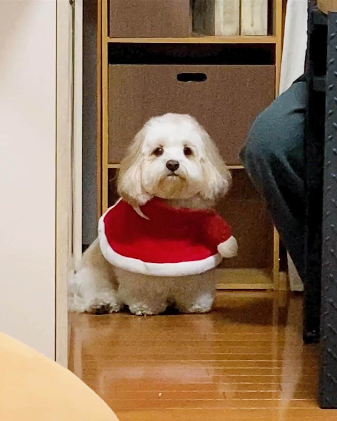 あんちゃんさんのインスタグラム写真 - (あんちゃんInstagram)「あんさんた🎅🏻❤️ （ズームにしたら画質が悪い🥲🙏）  まだちょっと早いけど あんちゃん用に サンタさんのケープ買ったよ🎄  動き回って 前後ろ逆になっちゃってるけどね。笑  その状態で パパの足元でささみ待ちしてるの 可愛すぎて思わずパシャリ🤳🐶  置き物みたいで可愛すぎる🤣🤣🤣  今年のクリスマスプレゼントは 何にしようかなぁ🎁  みなさんは何あげますか🤔？？  #キャバションあんちゃん  #あんちゃん　#ぬいぐるみ犬 #スヌーピー  #スヌーピー犬 #キャバション　#キャバビション　 #キャバリア #キャバリアキングチャールズスパニエル #ビションフリーゼ　 #犬 #犬のいる暮らし  #いぬのきもち  #短足部　#比熊犬 #doglove #cavachon #inustagram #puppy  #snoopy #andy #Cavalier #CavalierKingCharlesSpaniel  #BichonFrize #Bichon #멍스타그램 #개스타그램　#댕스마스」12月7日 18時17分 - anchan_0115_andy