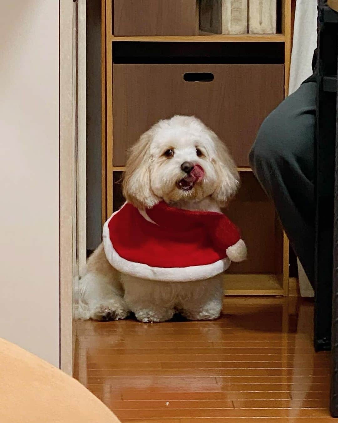 あんちゃんさんのインスタグラム写真 - (あんちゃんInstagram)「あんさんた🎅🏻❤️ （ズームにしたら画質が悪い🥲🙏）  まだちょっと早いけど あんちゃん用に サンタさんのケープ買ったよ🎄  動き回って 前後ろ逆になっちゃってるけどね。笑  その状態で パパの足元でささみ待ちしてるの 可愛すぎて思わずパシャリ🤳🐶  置き物みたいで可愛すぎる🤣🤣🤣  今年のクリスマスプレゼントは 何にしようかなぁ🎁  みなさんは何あげますか🤔？？  #キャバションあんちゃん  #あんちゃん　#ぬいぐるみ犬 #スヌーピー  #スヌーピー犬 #キャバション　#キャバビション　 #キャバリア #キャバリアキングチャールズスパニエル #ビションフリーゼ　 #犬 #犬のいる暮らし  #いぬのきもち  #短足部　#比熊犬 #doglove #cavachon #inustagram #puppy  #snoopy #andy #Cavalier #CavalierKingCharlesSpaniel  #BichonFrize #Bichon #멍스타그램 #개스타그램　#댕스마스」12月7日 18時17分 - anchan_0115_andy
