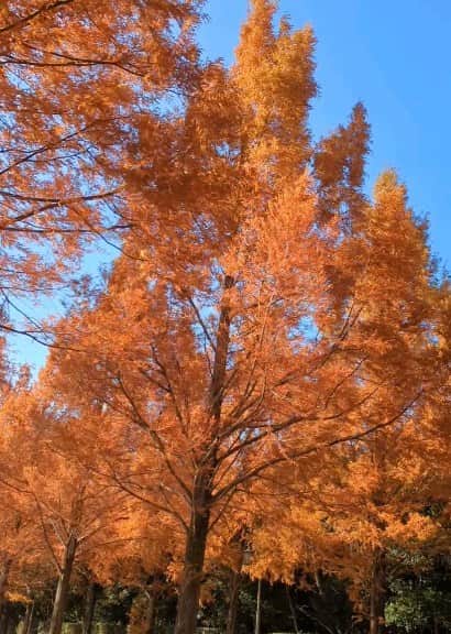 松山メアリのインスタグラム：「メタセコイア並木の紅葉🍁 夫に見たいなぁって言ってたので、 ドライブもかねて連れて行ってくれました♪  すーっごく綺麗でした✨ ありがとう!」