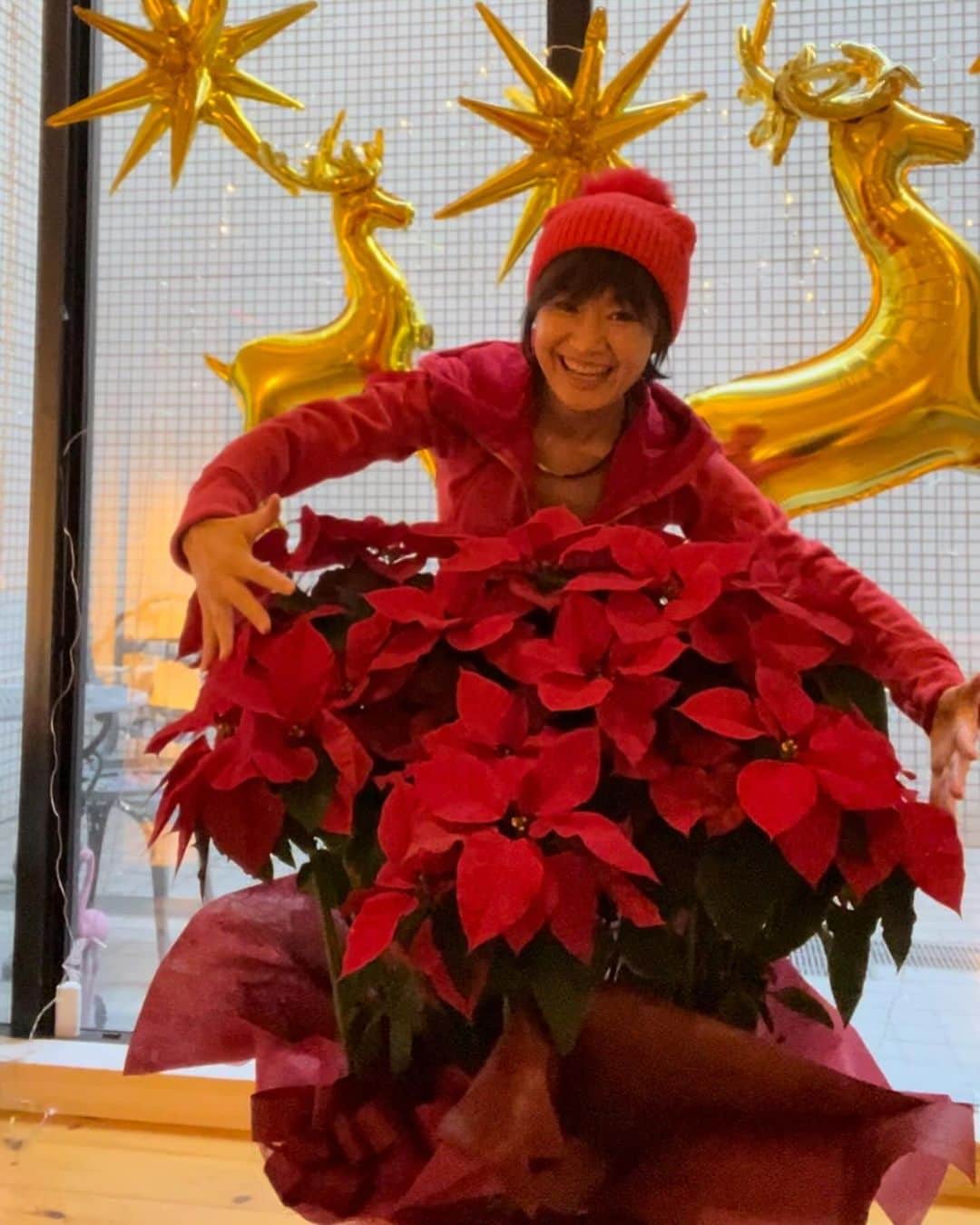 樫木裕実さんのインスタグラム写真 - (樫木裕実Instagram)「え‼️ポインセチア⁉️が届いた‼️ びっくり‼️ 毎年浅田美代子さんがクリスマス時期になると @miyoko_asada  見たこともない大きなポインセチアを贈って下さり みんなで感激していますが今年は美代子さんがいつも 頼んでいるお花やさんが閉店してしまい そのお店を通るたびに寂しい気持ちになっていました。  だからもちろん今年からは、あの大きな ポインセチアを見ることはないなぁと心の中で 思ってました。 それなのに.... また奇跡の大きなポインセチアが 届いた😳😭💕 えー‼️サプライズ😮  新しくお花やさんを見つけて届けて 下さった😭💕  美代子さん本当にありがとうございます😭💕 「デビルのために一生懸命探したのよ」 って😭 自らお花を確認までしに行ってくれたみたいです😭  あ、美代子さんは私のことデビルと呼んだり かしきんぐと呼んだりしてます（笑） 今年のクリスマスも真心の大きなクリスマスツリーに 真心の大きなポインセチアに囲まれて とても華やかです❤️  そして来年ですが美代子さん 今年デビュー50周年を迎えて2月15日に 有楽町I'm a showでライブをやります。 "浅田美代子50th anniversary" 豪華なゲストを迎えて楽しそうです😊 今日からチケットが販売されました。 私も今から楽しみにしています。 URLはストーリーに貼り付けておきますね❤️  #真心の大きなポインセチア #浅田美代子さんから #2023クリスマス #浅田美代子50th anniversary #studioc #皆様からの真心たち #樫木裕実」12月7日 17時10分 - kashikihiromi