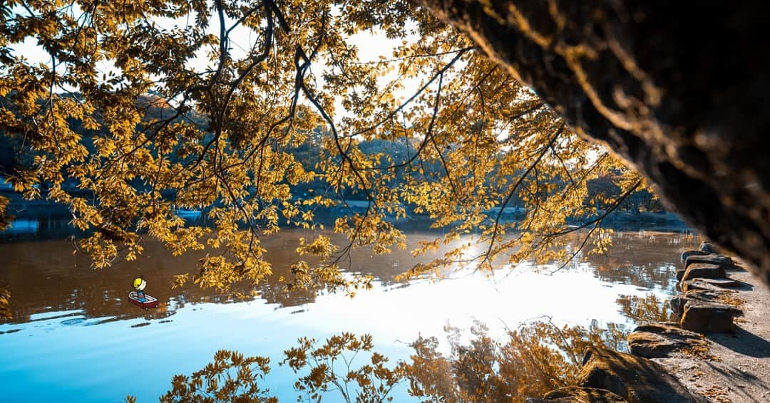 Osaka Bob（大阪観光局公式キャラクター）のインスタグラム：「Osaka Castle Park looks stunning with beautiful autumn leaves during fall. 🍂 It's a great place to go for a walk and enjoy the changing scenery. 👍  大阪城公園は紅葉が綺麗で最高や🍂 散歩しに大阪城行ってみよか👍  —————————————————————  #maido #withOsakaBob #OSAKA #osakatrip #japan #nihon #OsakaJapan #大坂 #오사카 #大阪 #Оsака #Осака #โอซาก้า #大阪観光 #sightseeing #Osakatravel #Osakajepang #traveljepang #osakatravel #osakatrip#大阪城公園」