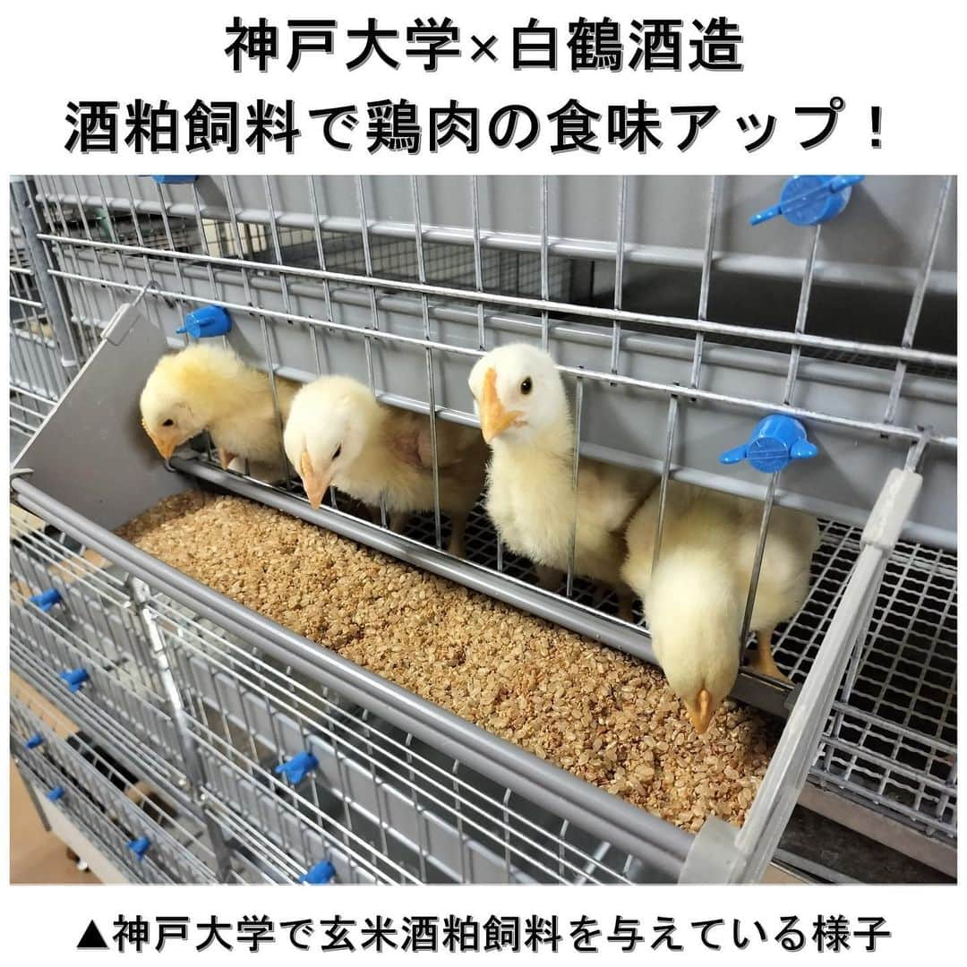 白鶴酒造株式会社さんのインスタグラム写真 - (白鶴酒造株式会社Instagram)「🐔 【酒粕飼料で鶏肉の風味アップ！】 神戸大学と白鶴は、鶏に与える飼料を 輸入飼料から国産の酒粕に置き換えることで、 鶏肉の味わいが向上することを明らかにしました。 今後は国産鶏肉の付加価値向上による ブランド化について、具体的な検討を進めていきます。  ▼玄米と酒粕を配合した飼料（玄米酒粕飼料）の給餌による鶏肉の肉質向上効果 ①風味全体の強さ、鶏肉らしい風味、風味の総合評価が向上（参照：図1） ②酒粕に由来するパルミチン酸とその代謝産物であるパルミトレイン酸の割合が上昇（参照：図2） 　［脂肪酸が低分子化・不飽和化していることとなり、鶏肉の食味向上に寄与している可能性がある。］  ▼詳細はこちら（5枚目　QRコード） https://www.hakutsuru.co.jp/corporate/news/detail/20231204104607.html  #日本酒 #白鶴 #hakutsuru #sake」12月7日 17時28分 - hakutsuru_official