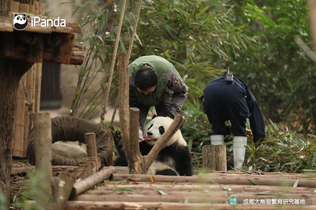 iPandaのインスタグラム：「Nannies are my non-biological parents. They take really good care of me when my biological parents are on holiday. (Bei Chen)  🐼 🐼 🐼 #Panda #iPanda #Cute #PandaPic #ChengduPandaBase #BestJobInTheWorld  For more panda information, please check out: https://en.ipanda.com」