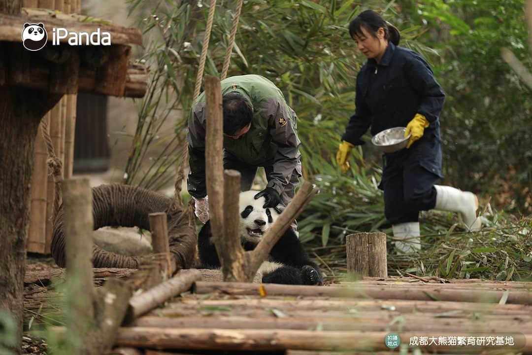 iPandaさんのインスタグラム写真 - (iPandaInstagram)「Nannies are my non-biological parents. They take really good care of me when my biological parents are on holiday. (Bei Chen)  🐼 🐼 🐼 #Panda #iPanda #Cute #PandaPic #ChengduPandaBase #BestJobInTheWorld  For more panda information, please check out: https://en.ipanda.com」12月7日 17時31分 - ipandachannel