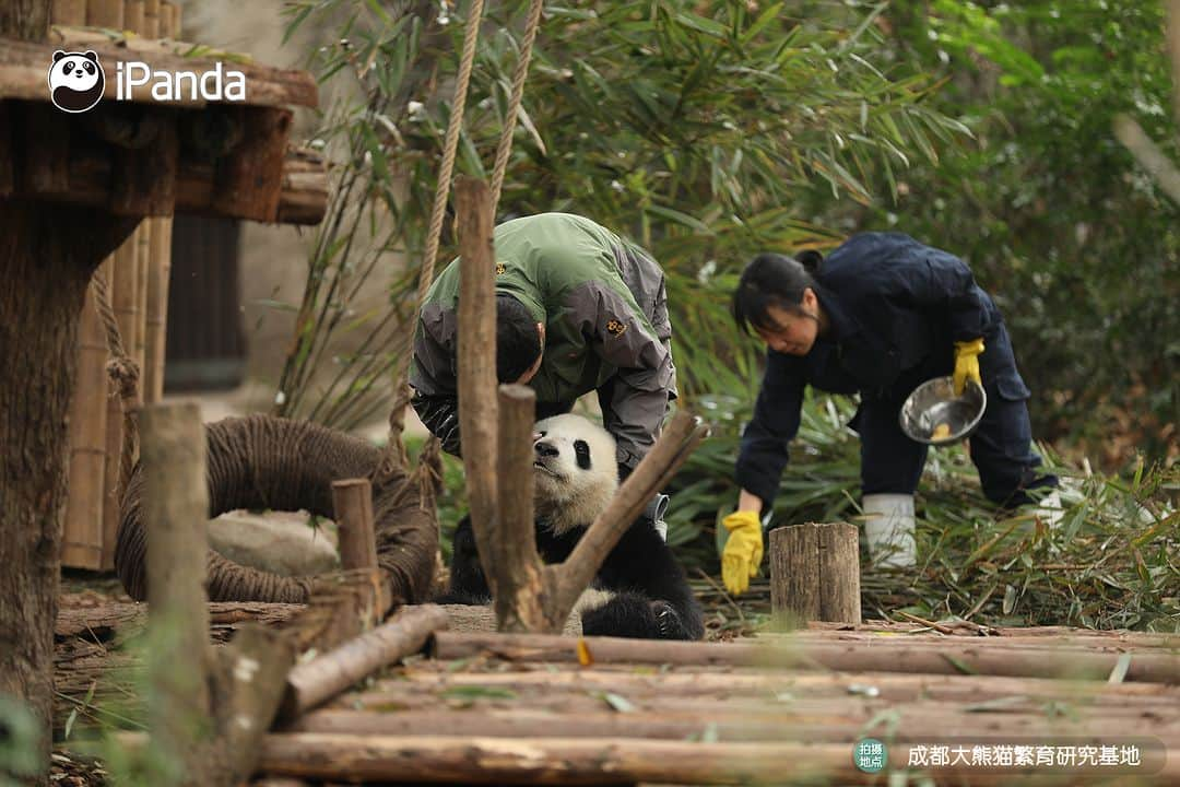 iPandaさんのインスタグラム写真 - (iPandaInstagram)「Nannies are my non-biological parents. They take really good care of me when my biological parents are on holiday. (Bei Chen)  🐼 🐼 🐼 #Panda #iPanda #Cute #PandaPic #ChengduPandaBase #BestJobInTheWorld  For more panda information, please check out: https://en.ipanda.com」12月7日 17時31分 - ipandachannel