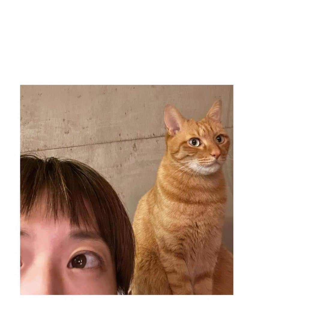 甲斐麻美のインスタグラム：「🐈🐈🐈  気付いたら めっちゃ背後にサンちゃん  ぎょ！😳 っとなったけど 嬉しいが勝る  なんつー可愛さだ(愛)  kaicoは今日 ひさーしぶりに 小麦のパスタを食べたんよ  普段はグルテンフリーだったり、そもそもパスタを食べない選択をするんだけど食べたんよ  そしたらどうだ  めっちゃお腹痛〜い🥹  大好きなのに やっぱ 身体に合わな〜い😂  小麦アレルギー疑惑を承知の上で 食べたんだけどね😇  とはいえお腹痛くなるの 辛すぎるので  来年はますます 小麦から離れてみよう…  美味しいものは 好きなものは なんで小麦ばっかなんだ…  ちなみに #ラランド の #銀だこ は全くお腹痛くならなかったのは謎  またたこ焼き食べたいな〜🐙  #20231207 #kaicoの好日 #元保護猫 #保護猫を家族に #お腹痛い ←」