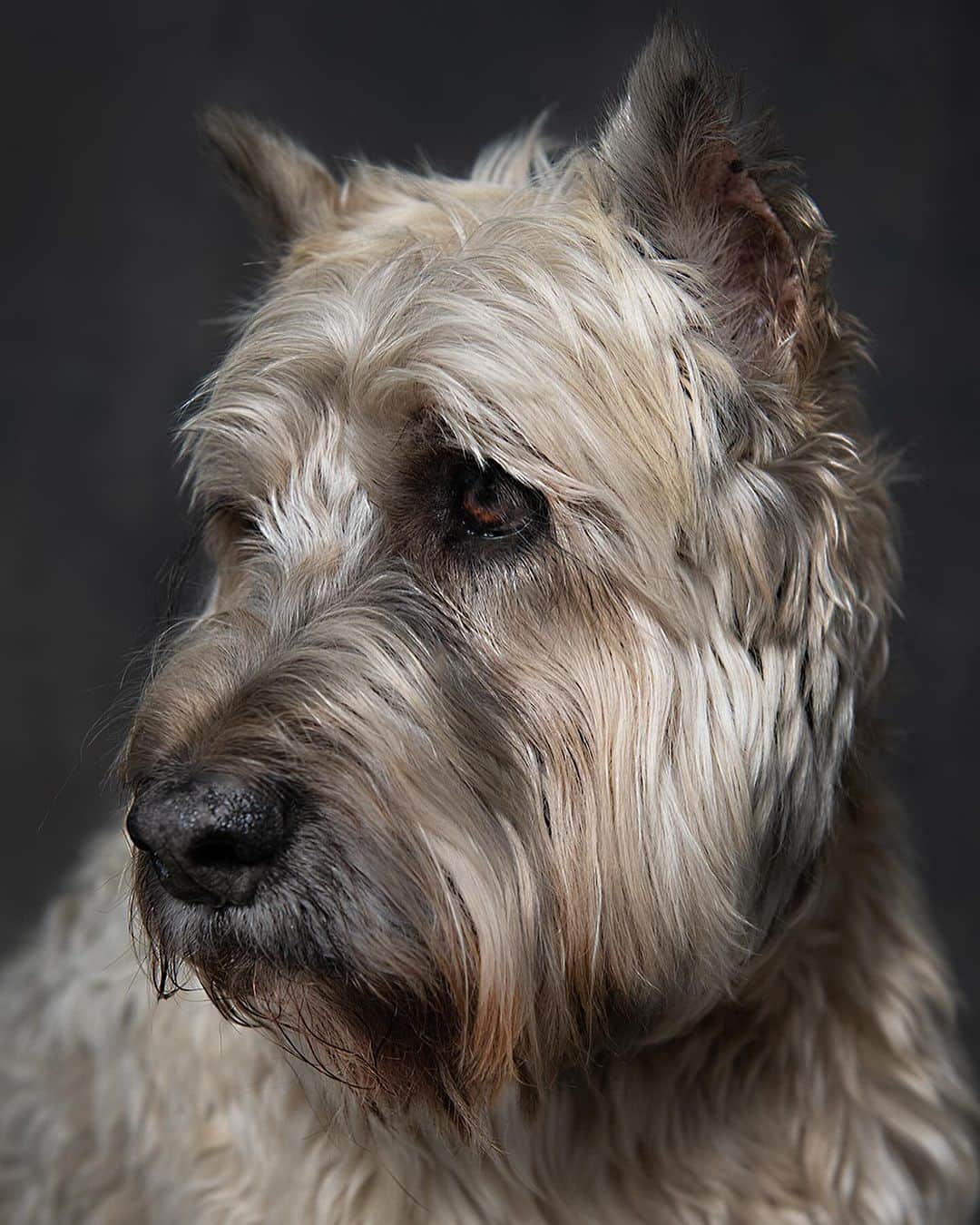 Robert Clarkのインスタグラム：「Hard to believe Jasper will be 10 next week. Jasper’s person is @whoshirtcompany」