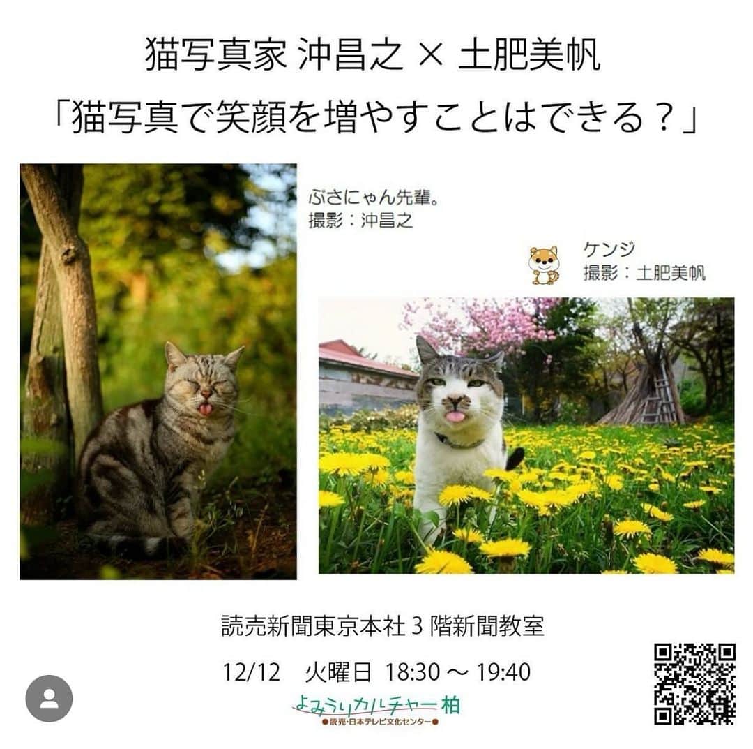 土肥美帆のインスタグラム：「😸 ・ 告知だらけで 恐縮ですが、、、 イベントだらけの12月。 ご笑覧いたたけたら、幸いです。  年末のお忙しい中ですが、皆様にお会いできるの、とても楽しみにしています。会いに来てね❤️☺️  【イベント】 ⚫︎12月8日〜14日 銀座　富士フォトギャリーでグループ展 「ねこ写真展」 在廊日-9日（昼）から12日（夕方）まで  ⚫︎12月12日 よみうりカルチャーで1日講座 猫写真家 沖 昌之×土肥 美帆トークイベント 「猫写真で笑顔を増やすことはできる？」 （要予約）  ⚫︎15日〜20日 富士フイルムフォトサロン 札幌で 企画展「気ままなボス猫ケンジ」 （全日在廊）  オールケンジです。 よろしくお願いします❤️」