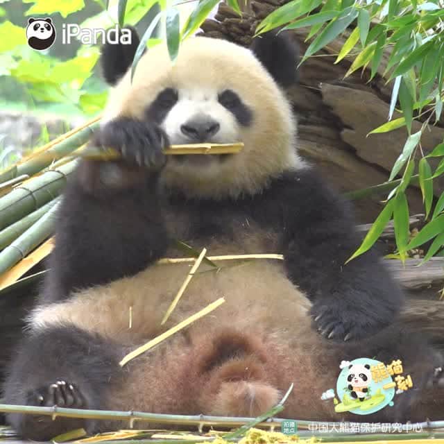 iPandaのインスタグラム：「Yum, yum~ I just can't get enough of this! (Qing Hua) 🐼 🐼 🐼 #Panda #iPanda #Cute #HiPanda #CCRCGP #PandaTime  For more panda information, please check out: https://en.ipanda.com」
