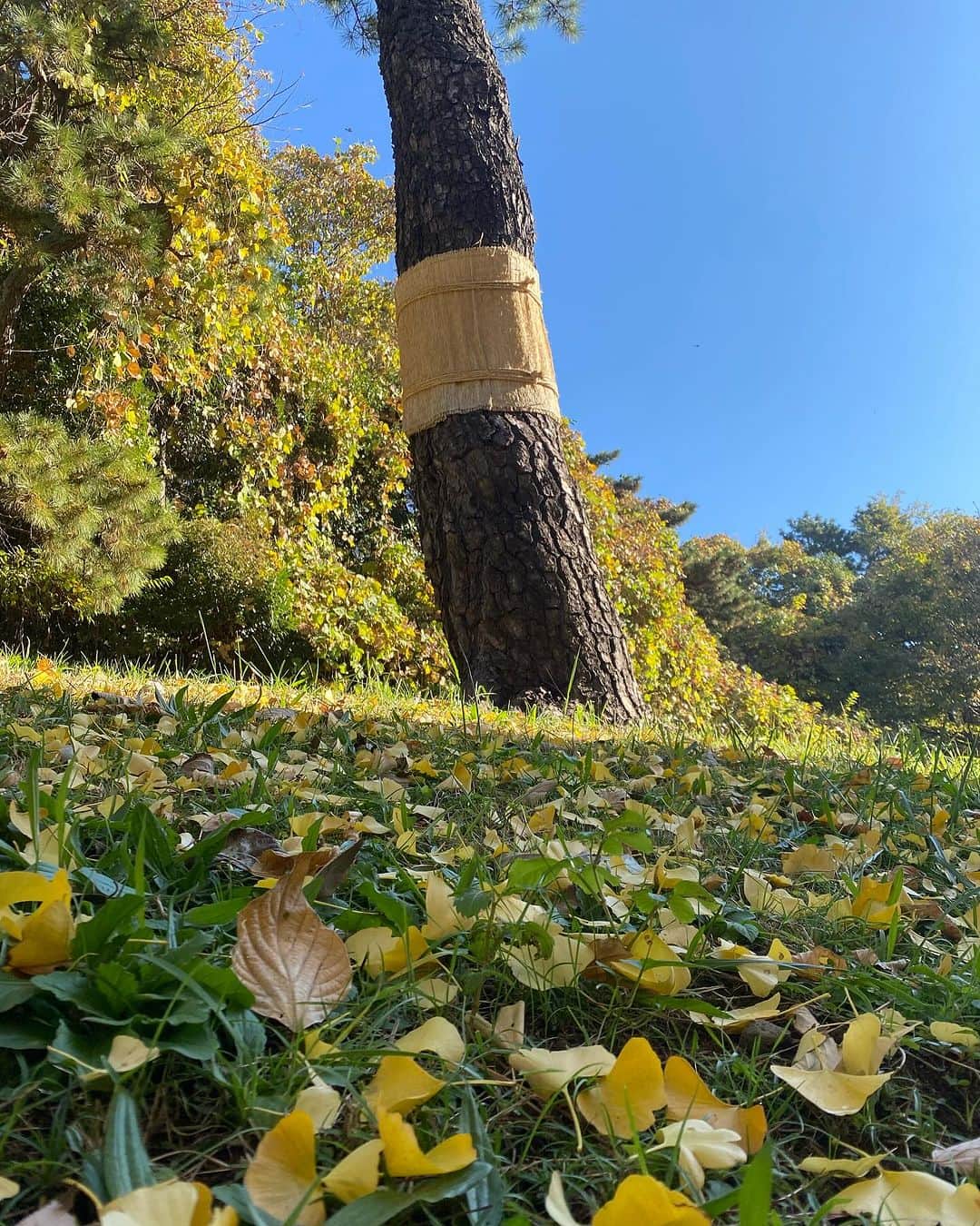 寺川奈津美のインスタグラム：「あの腹巻き、日中は絶対暑い🫠 #東京20度予想 #週末にかけ気温高め #もう12月やけどね」