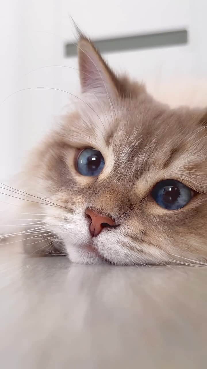 Aww Clubのインスタグラム：「The eyes contain all the wonders of the universe  @umasiberian   #meowed #cutecat #cats #eyes #fyp」