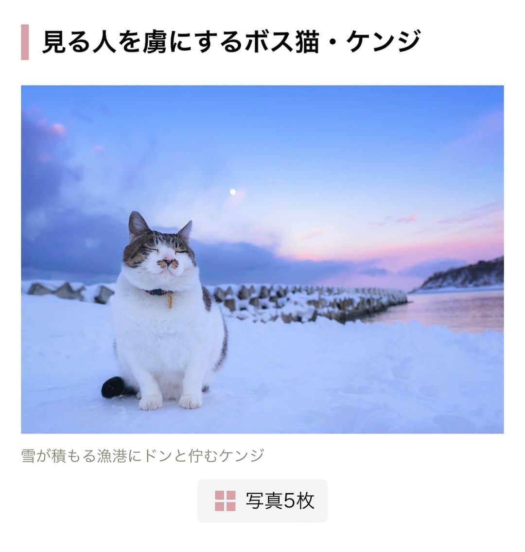 土肥美帆さんのインスタグラム写真 - (土肥美帆Instagram)「😸 ・ 小学館のニュースサイト『ポストセブン』にて、ケンジご紹介くださいました。 地域で愛される猫ケンジ。(=-ω-=) ケンジみたいにみんなにあたたかく見守られる猫たちが増えますように✨ 猫も人も幸せになるよ❤️  URLはストーリーズに貼っておきますので、見てみてください☺️  #ポストセブン」12月7日 11時57分 - big_face_cat_kenji