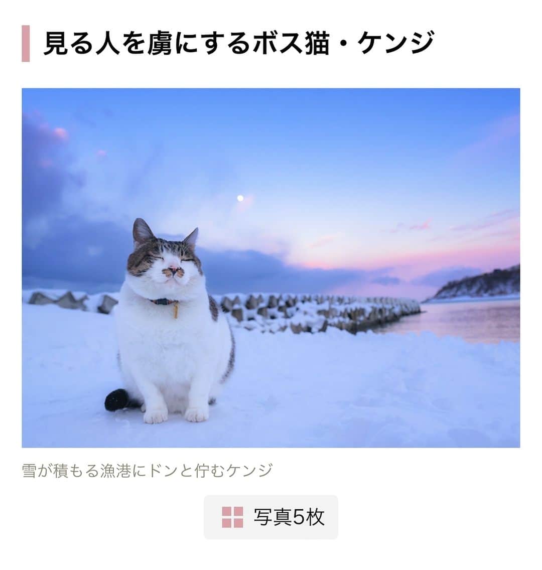 土肥美帆のインスタグラム：「😸 ・ 小学館のニュースサイト『ポストセブン』にて、ケンジご紹介くださいました。 地域で愛される猫ケンジ。(=-ω-=) ケンジみたいにみんなにあたたかく見守られる猫たちが増えますように✨ 猫も人も幸せになるよ❤️  URLはストーリーズに貼っておきますので、見てみてください☺️  #ポストセブン」