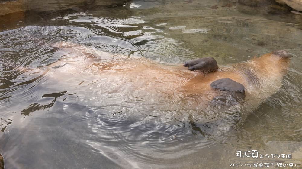 渡辺克仁のインスタグラム：「温泉最高！  #カピバラ #水豚 #capybara #那須どうぶつ王国  #可愛い #かわいい #pretty #癒し #栃木県」