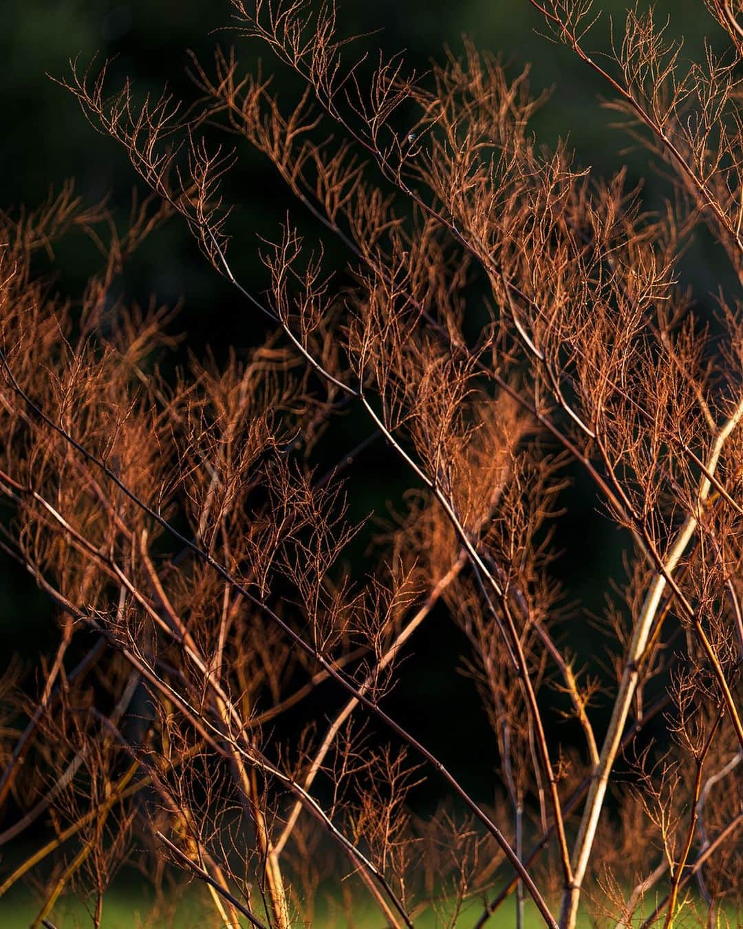 Michael Yamashitaのインスタグラム：「Japanese knotweed glows on fire in the late afternoon light. Commonly found along roadsides everywhere, you probably never noticed as it is one of the most invasive weeds in the world. #hokkaido #japaneseknotwood」