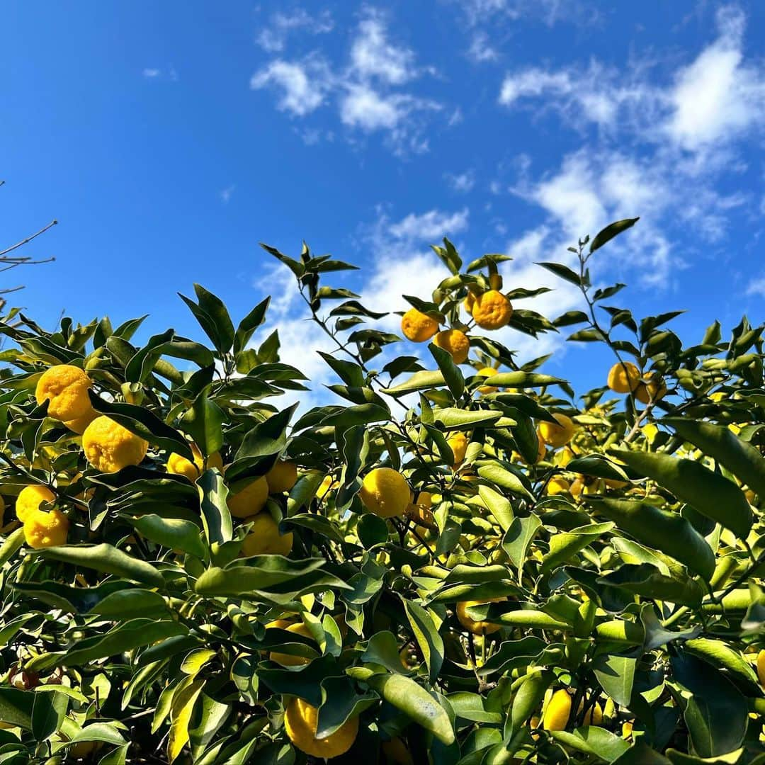 純名里沙さんのインスタグラム写真 - (純名里沙Instagram)「今日の東京はポカポカでした〜  え、、と、いま、冬ですよね？❄️笑 12月でしたよね♪  所用を済ませにしばし外の空気を🚲🍂 気持ちよかったです✨  #まるで秋 #いちょうの木  #美しかった✨」12月7日 18時31分 - risajunna3158