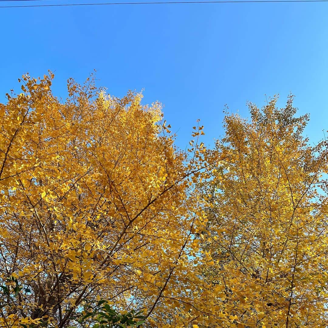 純名里沙のインスタグラム：「今日の東京はポカポカでした〜  え、、と、いま、冬ですよね？❄️笑 12月でしたよね♪  所用を済ませにしばし外の空気を🚲🍂 気持ちよかったです✨  #まるで秋 #いちょうの木  #美しかった✨」