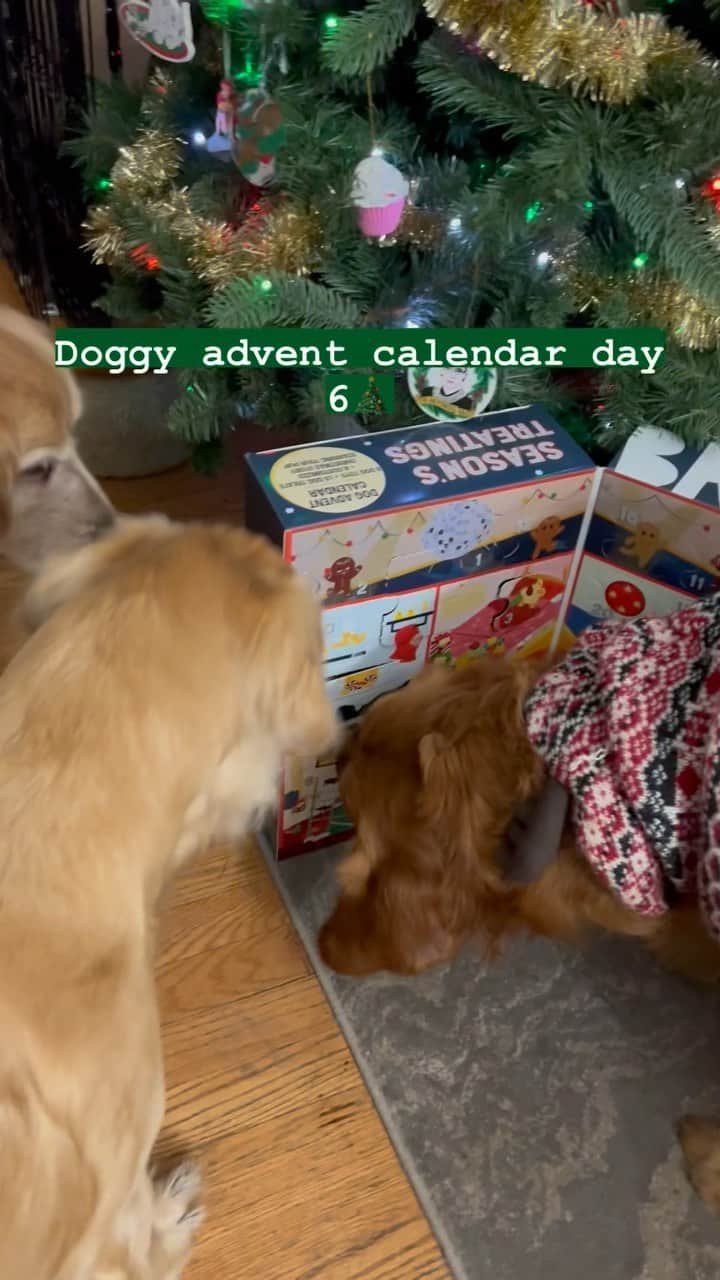 モヒートのインスタグラム：「Day 6! A tree cookie! Notice the crumbs on Julep’s chest floofs 😂 #adventcalendar #goldenretriever #christmas #spoileddogs」