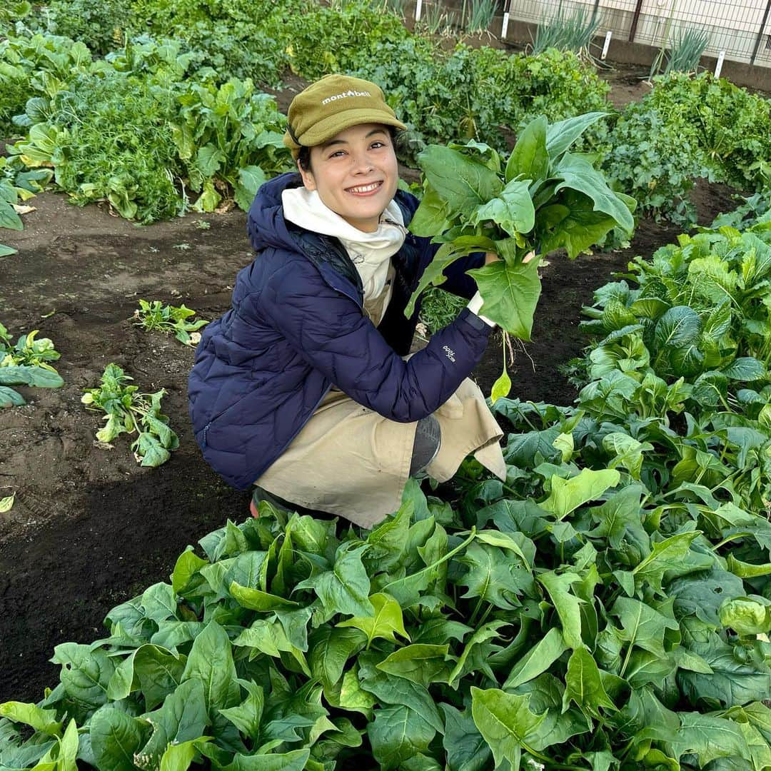 仲川希良さんのインスタグラム写真 - (仲川希良Instagram)「Advent2023🌲5 ・ 畑に関するテーマも色々といただいています ・ 自分の住んでいる場所で採れたものを食べられるのは とってもありがたいこと ・ 足元の土地と繋がれるというか その土地で重ねる日常に安定感が増すというか ・ ・ スーパーにあるお野菜は 作ってくれた人に感謝しながら買うことが多いけど (いや本当に感謝ですよ……畑仕事、大変！) 自分の畑で採ったお野菜は 育んでくれた土地に感謝しながらいただく感じ ・ 野菜の持つ背景が一段階シンプルになって それを体に取り込めるのがうれしい ・ もっと進むと種は？苗は？どこから？となるのだろうけど 今はオーナーさんが作ってくれた土と用意してくれた種苗で 週一畑作業くらいが私のできる範囲かなと思います  ・ ・ 1枚目は間引きも収穫も追いついてないほうれん草……見る人が見たら怒られそう苦笑 ウェアは全てモンベル @montbell_official  エプロンと長靴以外は山と兼用です ・ 2枚目以降は今朝の畑のようす 今日採れたものを少し明日のイベントにお持ちしようかと……ふふふ 参加される方はお楽しみに♡ ・ 4枚目はニンジン 抜くときの音もぜひ耳で味わってみてください ・ ・ ・ #畑仕事 #食育」12月7日 13時21分 - kiranakagawa