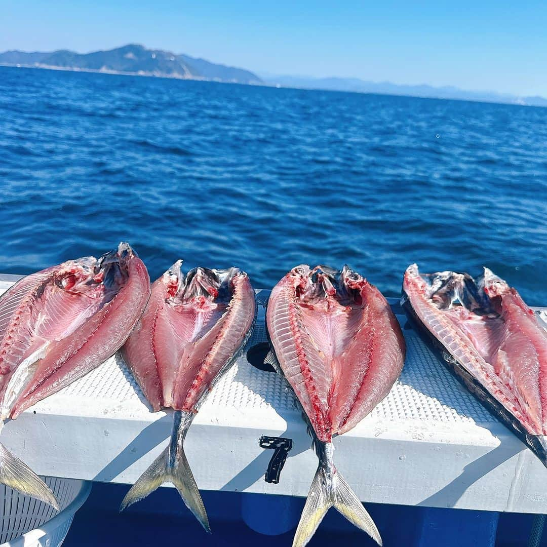 渕上万莉 さんのインスタグラム写真 - (渕上万莉 Instagram)「バチコン→タイ釣り🐟🔥  和歌山県日高町の#岬丸 さんで バチコンアジング便がスタートすると聞いて 行ってきました😆🙌🏽🔥🔥  私のバチコンデビューは 和歌山県田辺市の#シーホース で シバッチ船長やマッカーサー、上手な常連さんたちに教えてもらいながらめちゃくちゃハマった大好きな釣り✨  そんな和歌山県でのバチコン先駆者シバッチ船長と 岬丸ノリ船長が開拓したポイント（白崎沖） でめちゃくちゃ良いサイズのアジが釣れてるとのこと😆‼️✨  港から15分🛥 そんな近いとこに楽園はあった。  今の季節、日ムラはあるけど良いサイズも混ざりかなり楽しめました😆🙌🏽🌴  深夜に港帰ってから ちょっと休憩❓（朝まで旅館でガールズトーク） してからそのまま岬丸のマダイ便🛥✨  前日までめっちゃ釣れてたのに この日だけ渋かった😂🎣 それでもルーちゃんはキレイなマダイ❗️  にっしゃんはヘダイ🤣🤣🎣 『ヘダイ顔』めっちゃ上手いし👏🏽👏🏽  私はデカいサバ釣れまくったからすぐ開いて干して持ち帰りました♨️  私もにっしゃんも日ノ岬のマダイが今まで食べた中で1番美味しかったと思ってる✨  お正月のマダイ釣りに行きたいなぁ🎣☺️✨  この2日間YouTube撮ったから近々アップするよー🎥⭐️  最近出張多くてなかなか編集出来てないけど年末ほとんど家に居るからいっぱいアップできるよう頑張ります😆❣️❣️  ■2023.10.31 和歌山県日高町 岬丸　バチコン、マダイ便  #バチコン #バチコンアジング #アジング #岬丸 #マダイ #ヘダイ  #にっしゃん #フッチー」12月7日 14時04分 - mari_fuchigami