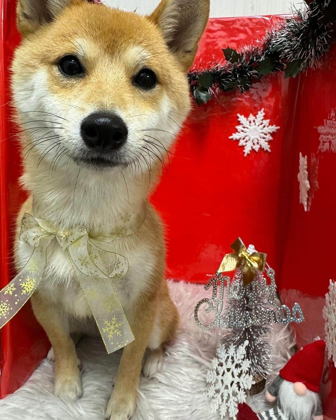 齋藤菜月さんのインスタグラム写真 - (齋藤菜月Instagram)「もうすぐクリスマス🎄  ルークと初めて過ごす季節が嬉しいなあ💞  西麻布のお店のみんなともたくさん会えて みんなで頑張れてることも有り難いです❣️ @nishiazabu.n @pinponbyn   年末にかけて頑張りますのでよろしくお願いします🥹  バーサイトウは12/29まで営業です🍷 よろしくお願いします🥰  #豆柴#shibainu #xmas#🎄#年末#忘年会 #wine#winebar#🍷」12月7日 14時15分 - irisnacchi