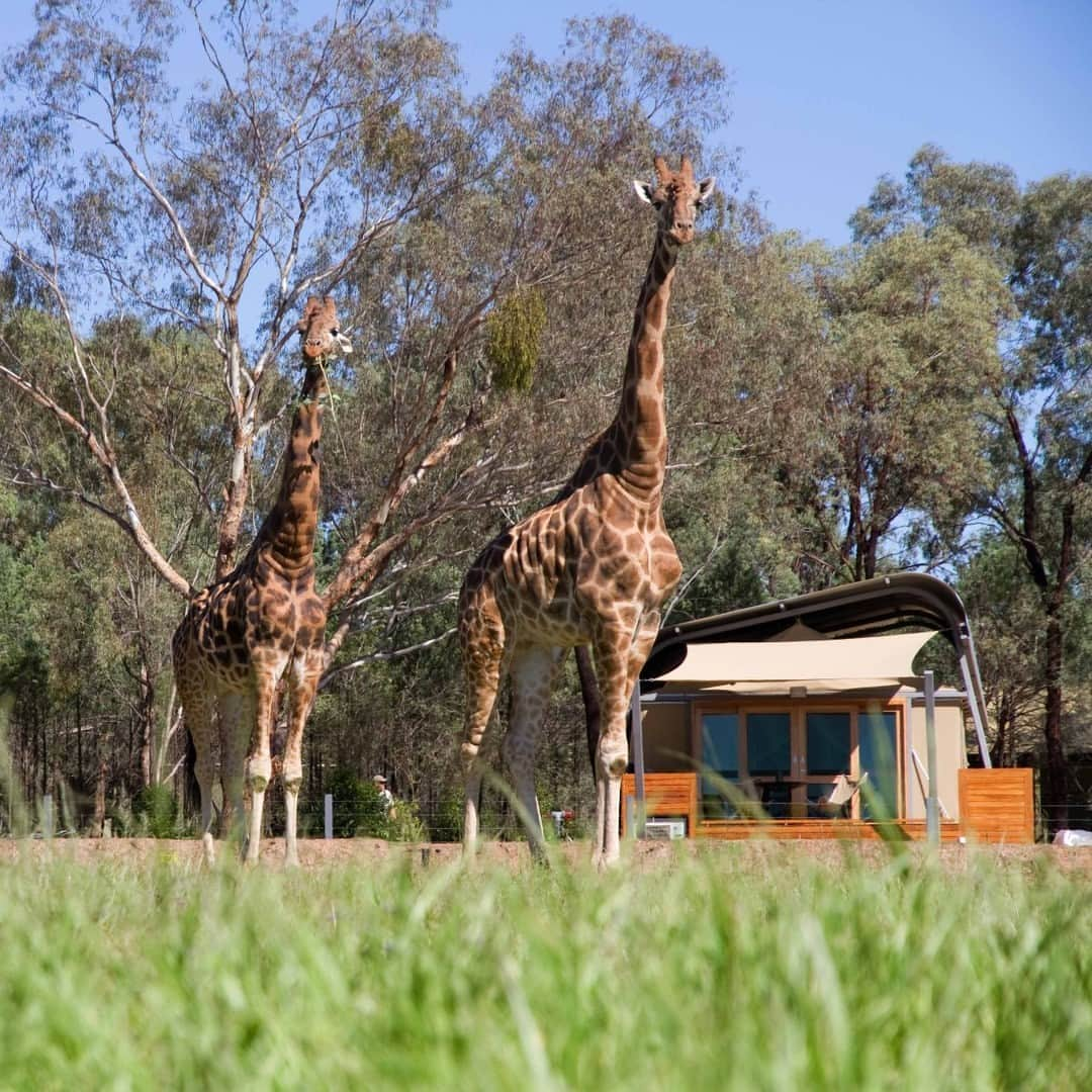 タロンガ動物園さんのインスタグラム写真 - (タロンガ動物園Instagram)「Wrap up memories this Christmas with the perfect gift – an overnight stay at Taronga 🎄  Choose from luxurious harbourside rooms at our Wildlife Retreat in Sydney or wake up to animals roaming the African Savannah at Zoofari in Dubbo.   From romantic getaways to wild family adventures, discover your ideal stay among Taronga's five accommodation options, ensuring a perfect stay for everyone 🐨🦒  Buy the perfect gift at the link in bio!」12月7日 15時30分 - tarongazoo