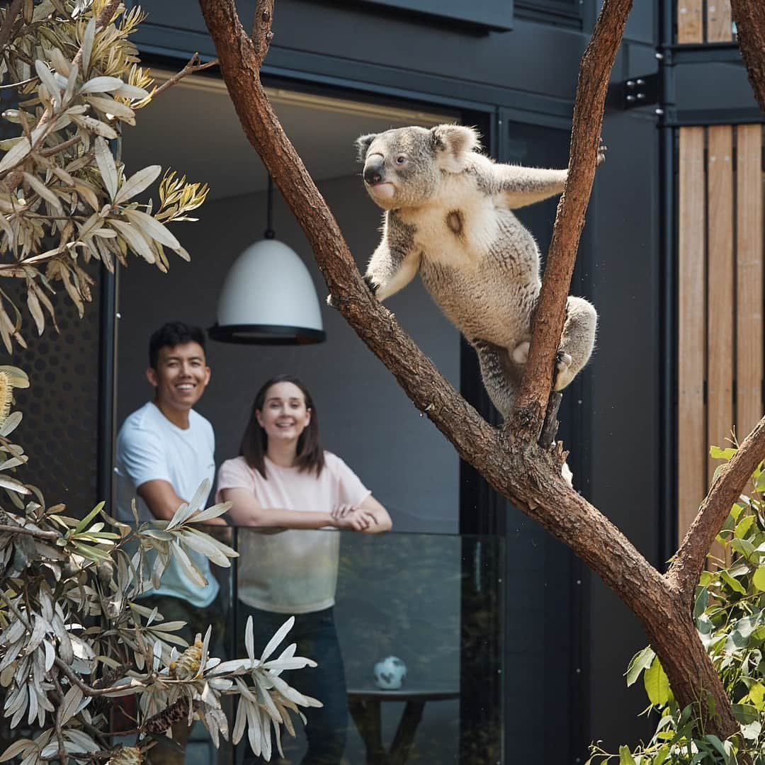 タロンガ動物園のインスタグラム：「Wrap up memories this Christmas with the perfect gift – an overnight stay at Taronga 🎄  Choose from luxurious harbourside rooms at our Wildlife Retreat in Sydney or wake up to animals roaming the African Savannah at Zoofari in Dubbo.   From romantic getaways to wild family adventures, discover your ideal stay among Taronga's five accommodation options, ensuring a perfect stay for everyone 🐨🦒  Buy the perfect gift at the link in bio!」