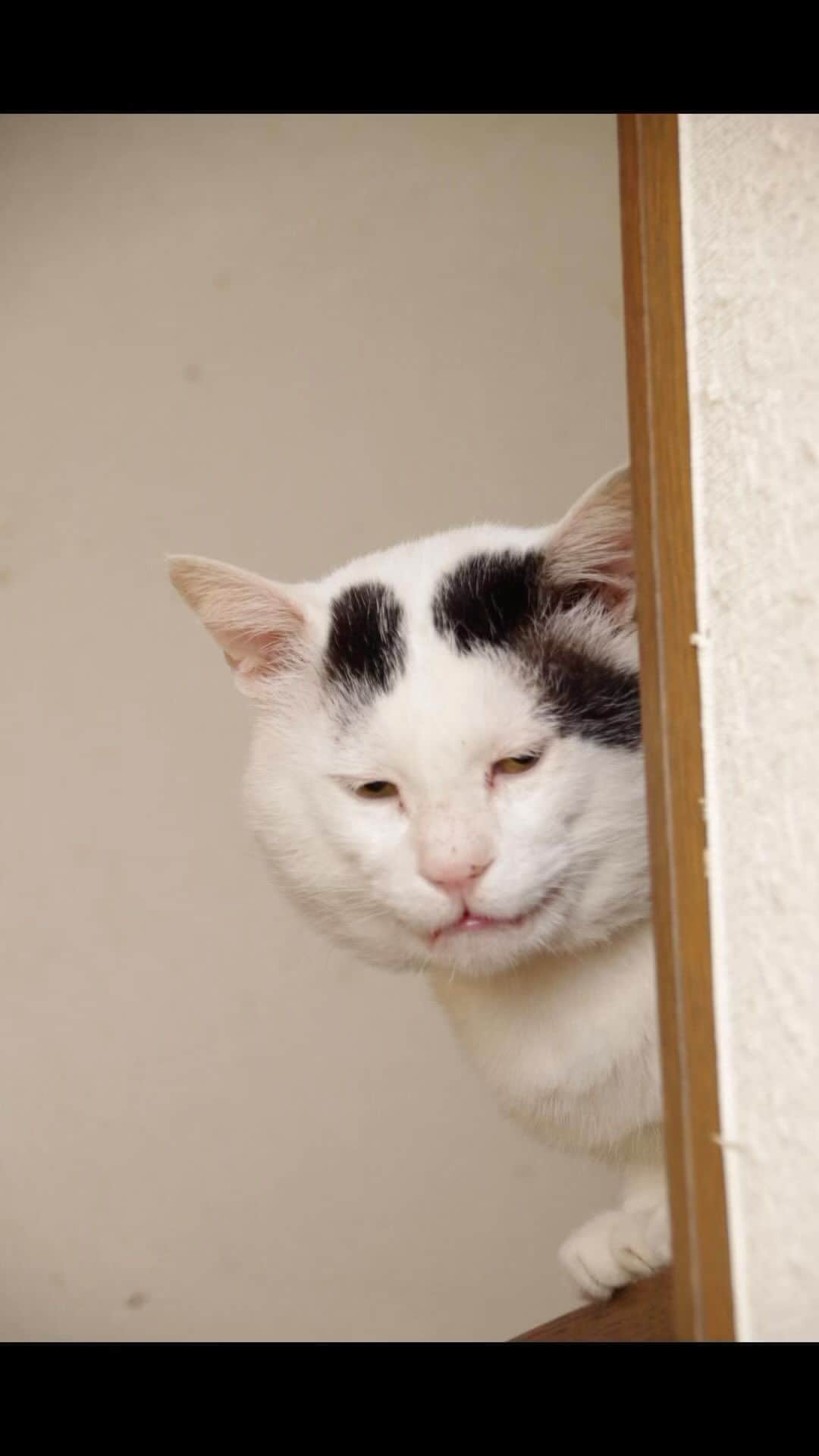 Kachimo Yoshimatsuのインスタグラム：「7の付く日は、ナナクロの日 2019.12.3-12/10  #うちの猫ら #猫 #ねこ #nanakuro #ニャンスタグラム #にゃんすたぐらむ #ねこのきもち #cat #ネコ #catstagram #ネコ部 http://kachimo.exblog.jp」