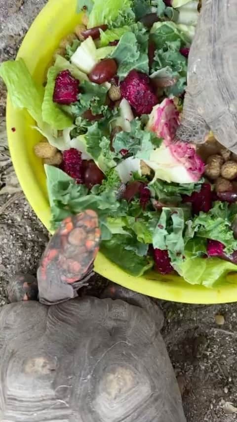 Zoological Wildlife Foundationのインスタグラム：「Slow and steady wins the race as they say! 😝 Keep a watchful 👁️ and see which of our 🐢 friends are leading the pack - group 🥗 hangs never looked so good.   #thingstodoinmiami #turtle #lunchisserved」