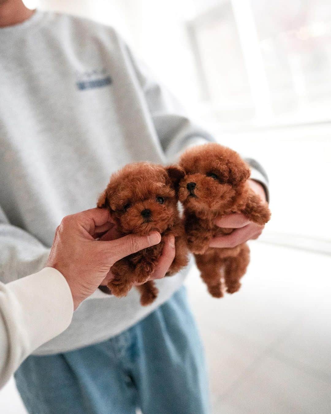 Rolly Pups INCさんのインスタグラム写真 - (Rolly Pups INCInstagram)「NEW BABIES 🥰」12月8日 2時57分 - kpups.official