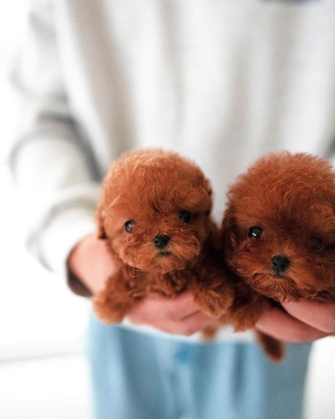 Rolly Pups INCさんのインスタグラム写真 - (Rolly Pups INCInstagram)「NEW BABIES 🥰」12月8日 2時57分 - kpups.official