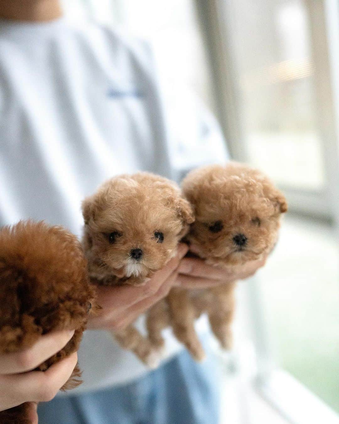 Rolly Pups INCさんのインスタグラム写真 - (Rolly Pups INCInstagram)「NEW BABIES 🥰」12月8日 2時57分 - kpups.official