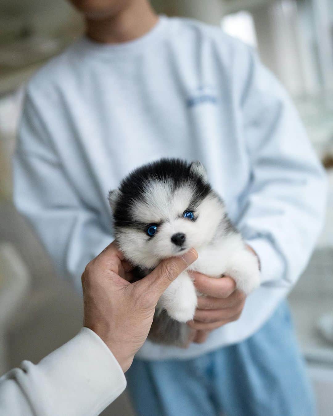 Rolly Pups INCさんのインスタグラム写真 - (Rolly Pups INCInstagram)「NEW BABIES 🥰」12月8日 2時57分 - kpups.official