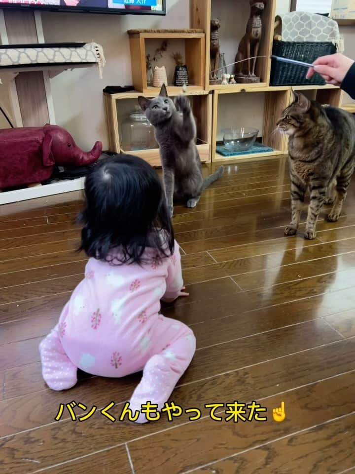 midoriのインスタグラム：「. . 色んなことに興味を示すお孫ちゃん☝️. . . 猫になったらどーしよう🤣🤣. . . #赤ちゃん #赤ちゃんと猫  #ネコ#ねこのいる暮らし #保護猫と暮らす#ねこ#猫#ねこすたぐらむ #猫好きな人と繋がりたい #保護猫#キジトラ#きじとら#きじとら猫 #キジトラ猫 #グレー猫#ペコねこ部#癒しの時間 #猫動画#pecoねこ部 #pecotv #catstagram#cats_of_instagram#catsofinstagram#cat#bestmeow#meowed#9gag#NEKO#catsofinstagram」