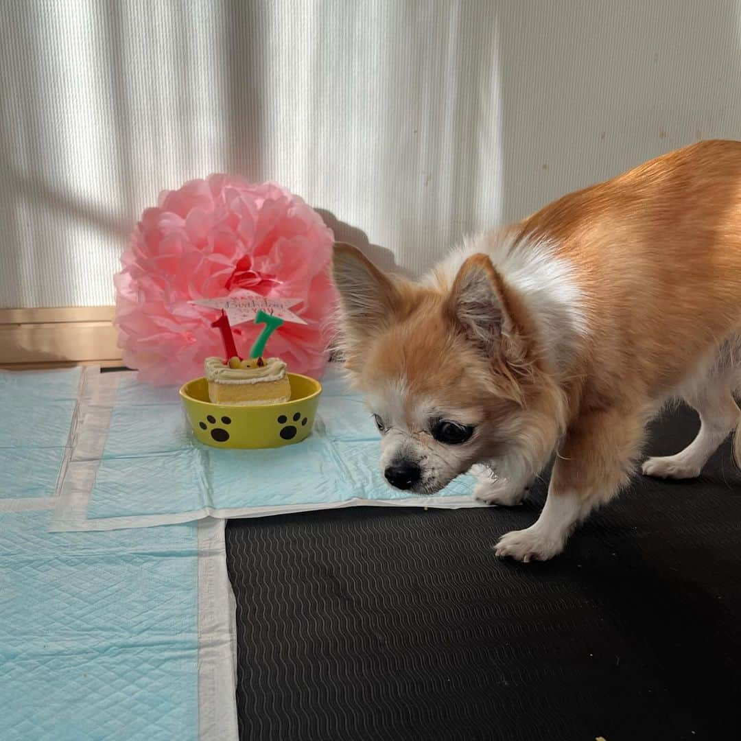 坂口由里香さんのインスタグラム写真 - (坂口由里香Instagram)「.  ひめちゃん 17歳のお誕生日おめでとう！！  目が見えなくなって、耳も遠くなって、おむつも必須だけど、今年もこうやってお祝いできてよかった☺️  朝9時から誕生日会が始まって、寝起きでケーキ食べさせちゃってごめんね(笑)  #happybirthday #17th #chihuahua #チワワ」12月7日 18時46分 - yurika_sakaguchi