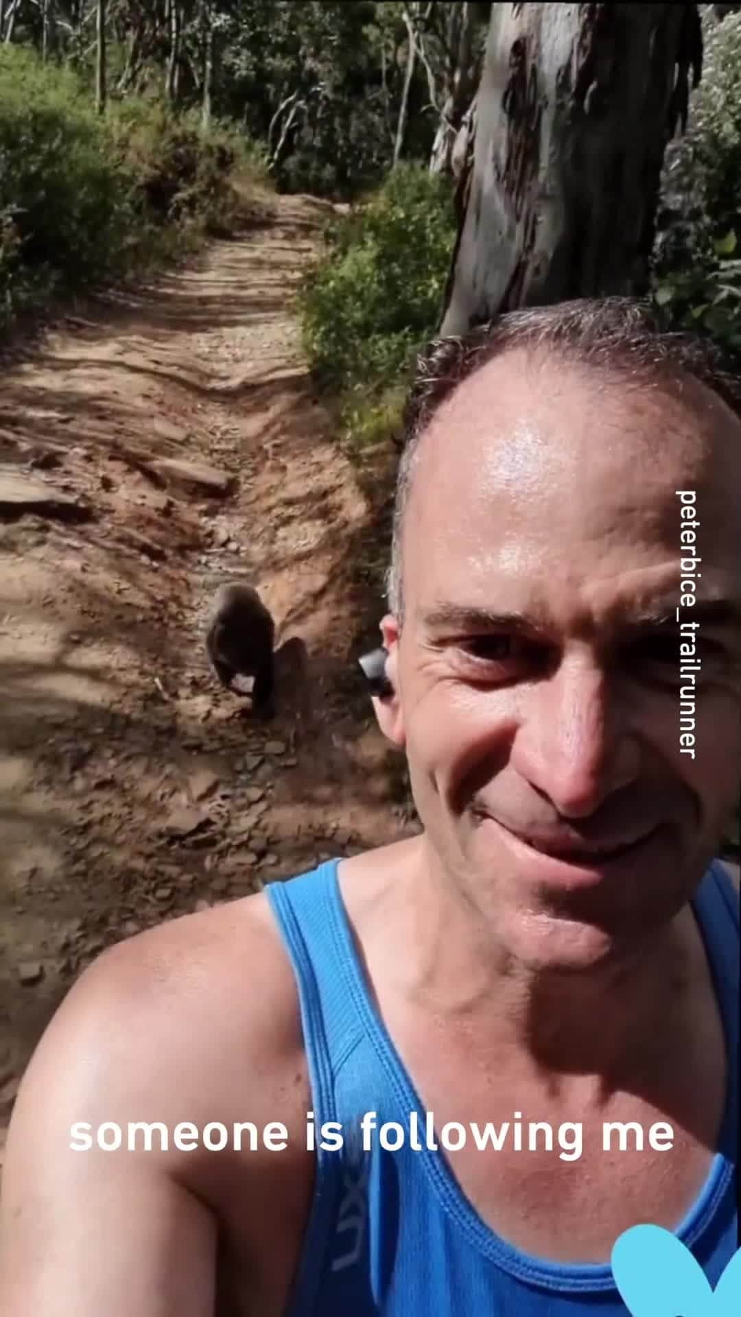 9GAGのインスタグラム：「it follows 📹 @peterbice_trailrunner  - #Adelaide #koala #9gag #trailrunning」