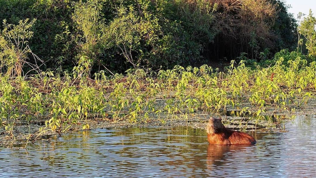 渡辺克仁のインスタグラム：「野生のカピバラ、ブラジルにてドローンで撮影。  #カピバラ #水豚 #capybara #パンタナール」