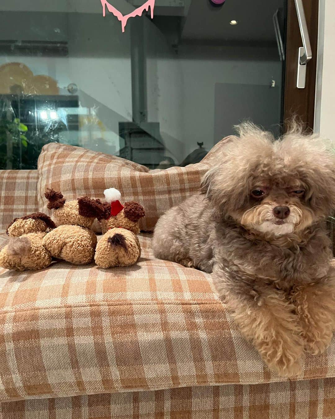CHARAのインスタグラム：「今日は、mojoのヌイグルミを作ったよ  @okubohidetaka  ワークショップ体験しました〜 時々、色んな地方でもワークショップやっているようです。  同じ材料でも、個性が出て面白い 私は、クリスマスの帽子被った子を制作したよ  羊毛ニードルをプツプツ刺して植えていく作業も 楽しい！  結構、適当にやったら味が出ていい  作りながら、話しながらもとても楽しかったし  いい雑さっていうのかな 微妙な"いい雰囲気"を他人の事は気にせず 集中して行う作業  ゆるいヌイグルミ制作も、他の作業も 似ていると思ったり  チャラモバイルファンサイトで ワークショップやろうかな 作ったヌイグルミを並べて見てみたい  モジョ微妙な顔してる笑」