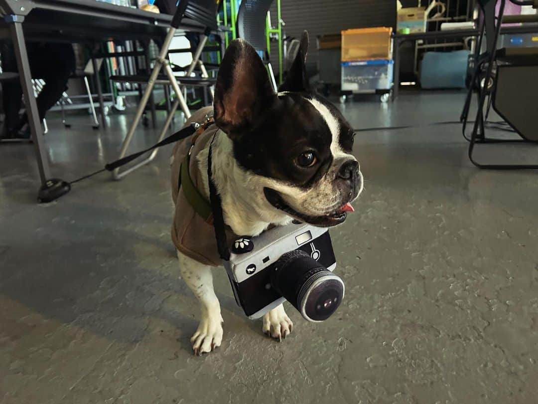 アムのインスタグラム：「ママの働く姿はかっこいいなあ！！ この📷はママのメイクをしているたまえちゃんにもらったんだ！！かっこいいだろー！！今日はみんなに触られて元気をいっぱいもらったんだ！🔥」