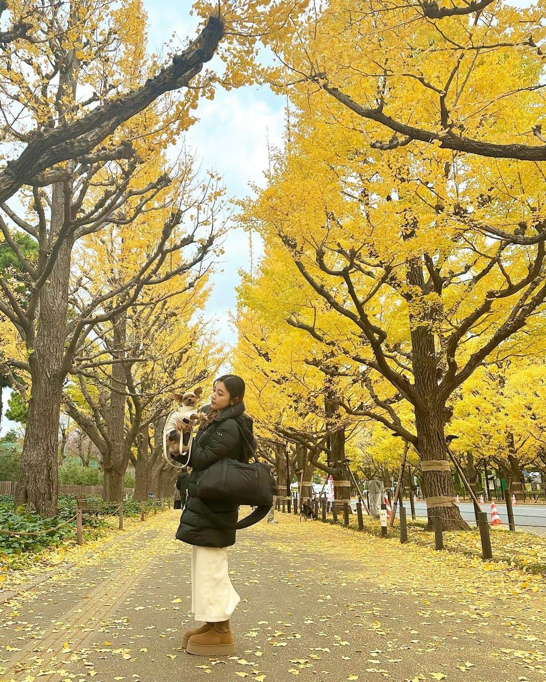 池田沙代さんのインスタグラム写真 - (池田沙代Instagram)「🤍🤍🤍  ぴのさんと、お友達と、 綺麗な紅葉見れて嬉しかった朝活☀️  📍#神宮外苑いちょう並木」12月7日 19時42分 - sayopi
