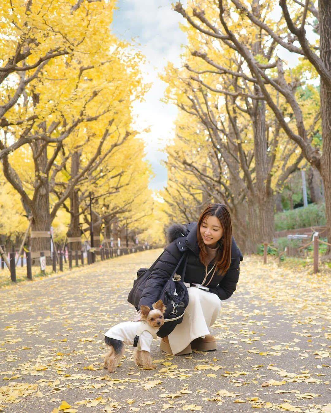 池田沙代のインスタグラム：「🤍🤍🤍  ぴのさんと、お友達と、 綺麗な紅葉見れて嬉しかった朝活☀️  📍#神宮外苑いちょう並木」