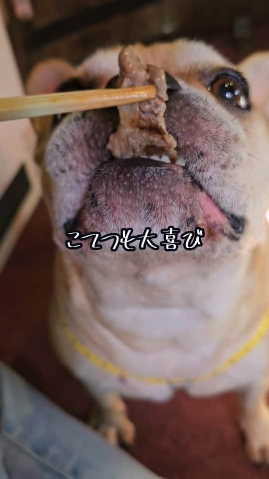 剛王のインスタグラム：「愛犬と個室でご飯が食べれるお店。 ジンギスカンセット食べてきた。 七輪で焼くのってええよな。 しかも個室で食べるからまわりを気にせず食べれる。 ドッグランもあるしお庭も綺麗やった。 今行くと紅葉がめちゃ綺麗。 ---------------------------------------------------------------------------------------------------- 【たるの店 山麓苑】 〒596-0113 大阪府岸和田市河合町１２２１—２ TEL 072-446-8018 FAX 072-446-1018 ■通常営業時間■ 営業時間　11:00～22：00(or 21:00) ラストオーダー 21:00(or 20:00) ※平日途中休憩あり #PR #大阪ジンギスカン #個室焼肉 #たる #ペット同伴 #大阪炭火焼肉 #七輪焼肉 #たるの店山麓苑 #岸和田焼肉  ---------------------------------------------------------------------------------------------------- また桜の時に行きたいな。 一緒に行ってくれる愛犬家の人募集w  #フレンチブルドッグ  #犬同伴可  #大阪グルメ」