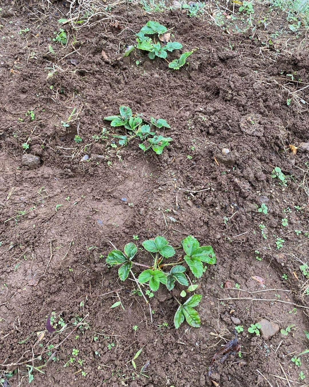 野本かりあのインスタグラム：「冬の家庭菜園。 苺とルッコラ❣️  ルッコラ、間引きしたのとしてないのが 一目瞭然www  #家庭菜園」