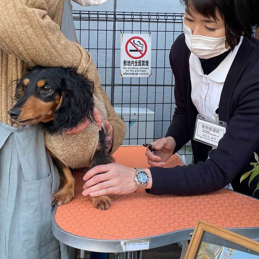 甲斐麻美さんのインスタグラム写真 - (甲斐麻美Instagram)「. 12/16(土)17(日) 愛犬と過ごすSpecial Christmas！ \\いぬcafeガーデン// 　@レイクタウンアウトレットの水辺沿い  【 ワークショップエリア 】 12/16(土)のみ  ＼いぬねこシニアシスト／ (@inuneko_shinia ) ▶ワンコインでお手入れ+わんちゃん相談室  ----------  草加市、八潮市を中心にシニア専門のペットシッターをしているいぬねこシニアシストです！ 平日は動物病院では働きながら、国家資格の愛玩動物看護師も取得し、一層わんちゃんのケアに邁進していく意気込みです。 今回は久しぶりにイベントに参加させてもらいドキドキですが、イベントでわんちゃんと飼い主さんに会えるのを楽しみにしています。 ワンコインで日頃のお手入れ(爪切りor足周りカットorお耳ケア)どれか１ヵ所をしながら、動物病院で聞く程のことでもないけど、ちょっと聞いてみたいご相談にお答えします！  ---------- ※事前予約等は各出店者様のDMへ 直接お問い合わせ下さい  ================ 　いぬ cafe ガーデン ================ 日時：R5.12/16(土)17(日) 10:00～15:00 ※雨天中止 場所：レイクタウンアウトレット JR武蔵野線　越谷レイクタウン駅　徒歩7分 ※入場無料 ※カフェエリア予約優先（ワンドリンク制）  ■カフェのご予約はこちら💓 >> https//reserva.be/inutowatashi プロフィール欄から飛べます🕊  #いぬcafeガーデン #いぬとわたし #レイクタウンアウトレット #犬イベント #いぬのいる暮らし #ドッグカフェ #犬とクリスマス #クリスマスイベント #犬との暮らし #犬ファースト #犬好きさんと繋がりたい #犬がいないと生きていけません #犬好き　#いぬカフェ #犬のイベント #犬イベント #ワンコのケア  #犬のお悩み相談」12月7日 20時00分 - inuto_watashi