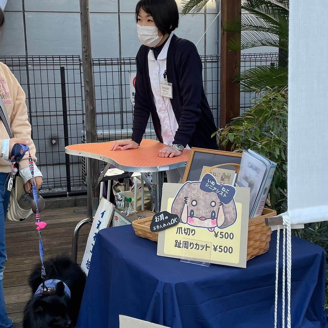 甲斐麻美さんのインスタグラム写真 - (甲斐麻美Instagram)「. 12/16(土)17(日) 愛犬と過ごすSpecial Christmas！ \\いぬcafeガーデン// 　@レイクタウンアウトレットの水辺沿い  【 ワークショップエリア 】 12/16(土)のみ  ＼いぬねこシニアシスト／ (@inuneko_shinia ) ▶ワンコインでお手入れ+わんちゃん相談室  ----------  草加市、八潮市を中心にシニア専門のペットシッターをしているいぬねこシニアシストです！ 平日は動物病院では働きながら、国家資格の愛玩動物看護師も取得し、一層わんちゃんのケアに邁進していく意気込みです。 今回は久しぶりにイベントに参加させてもらいドキドキですが、イベントでわんちゃんと飼い主さんに会えるのを楽しみにしています。 ワンコインで日頃のお手入れ(爪切りor足周りカットorお耳ケア)どれか１ヵ所をしながら、動物病院で聞く程のことでもないけど、ちょっと聞いてみたいご相談にお答えします！  ---------- ※事前予約等は各出店者様のDMへ 直接お問い合わせ下さい  ================ 　いぬ cafe ガーデン ================ 日時：R5.12/16(土)17(日) 10:00～15:00 ※雨天中止 場所：レイクタウンアウトレット JR武蔵野線　越谷レイクタウン駅　徒歩7分 ※入場無料 ※カフェエリア予約優先（ワンドリンク制）  ■カフェのご予約はこちら💓 >> https//reserva.be/inutowatashi プロフィール欄から飛べます🕊  #いぬcafeガーデン #いぬとわたし #レイクタウンアウトレット #犬イベント #いぬのいる暮らし #ドッグカフェ #犬とクリスマス #クリスマスイベント #犬との暮らし #犬ファースト #犬好きさんと繋がりたい #犬がいないと生きていけません #犬好き　#いぬカフェ #犬のイベント #犬イベント #ワンコのケア  #犬のお悩み相談」12月7日 20時00分 - inuto_watashi